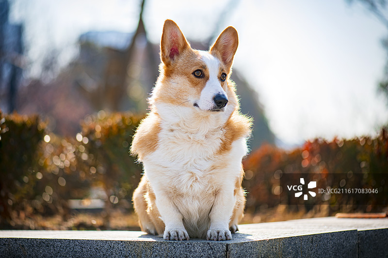 一只可爱的双色柯基图片素材