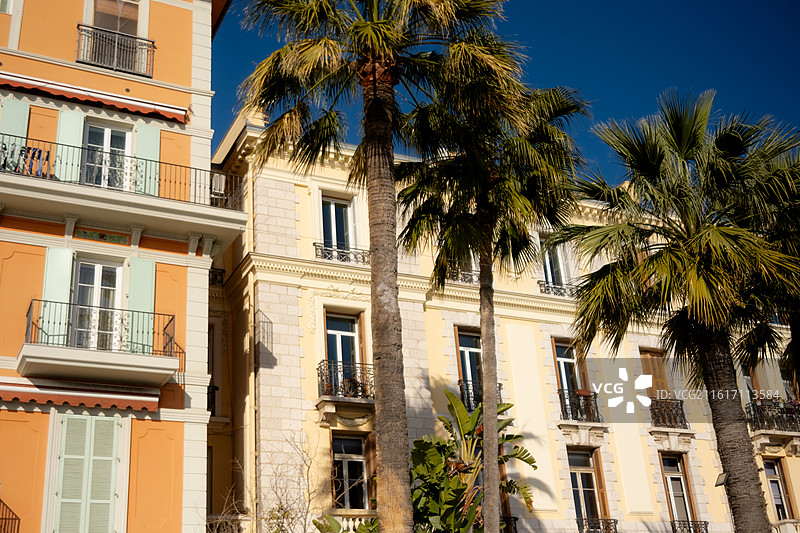 阳光下的棕榈树与高大乔木，城市场景，度假风情，休闲散步图片素材