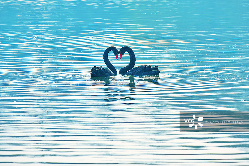 春天春暖花开黑天鹅湖水波纹。渲染墨染锦鲤背景图壁纸图片素材