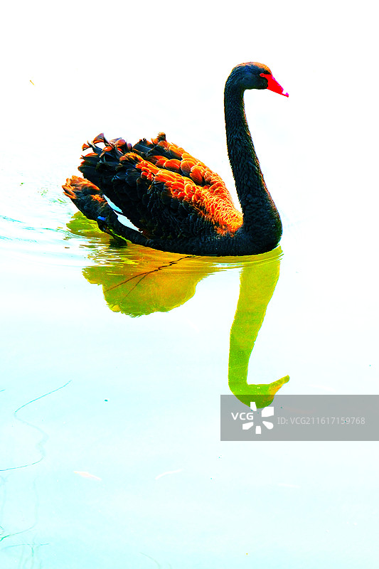 春天春暖花开黑天鹅湖水波纹。渲染墨染锦鲤背景图壁纸图片素材