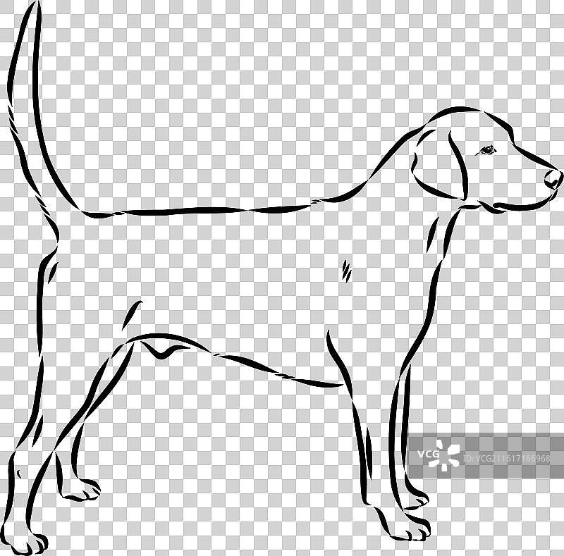 一只快乐的美国费兹猎犬探出头来图片素材