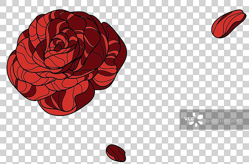 玫瑰花图片素材