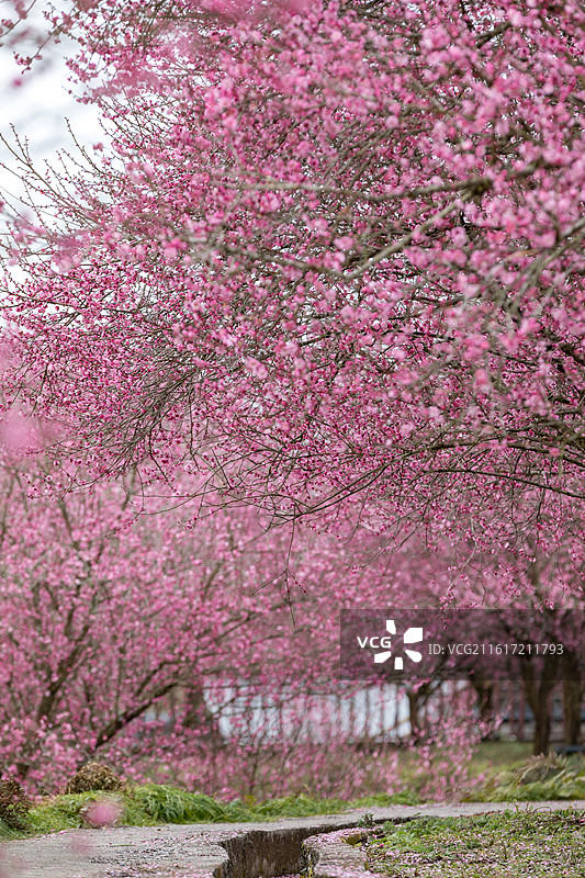 湖北省恩施州来凤县正南梅园盛开的梅花图片素材