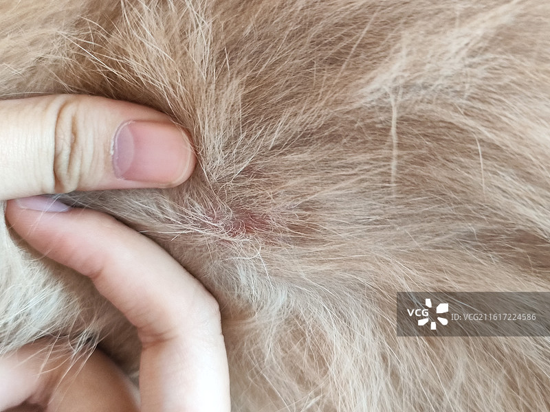 宠物皮肤问题特写图片素材