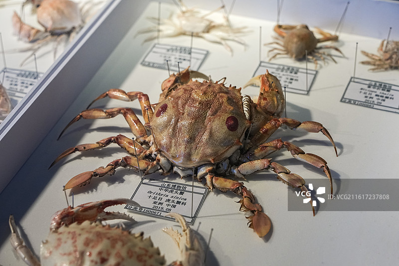 中华虎头蟹 十足目 虎头蟹科 中国产 山东博物馆“数智文化展厅”图片素材
