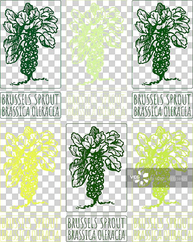 各种颜色的抱子甘蓝手绘图集图片素材