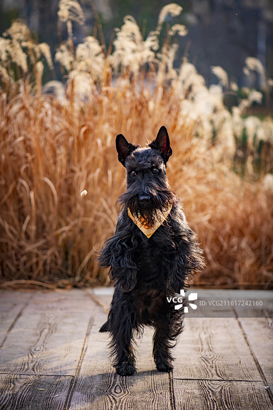 苏格兰梗图片素材