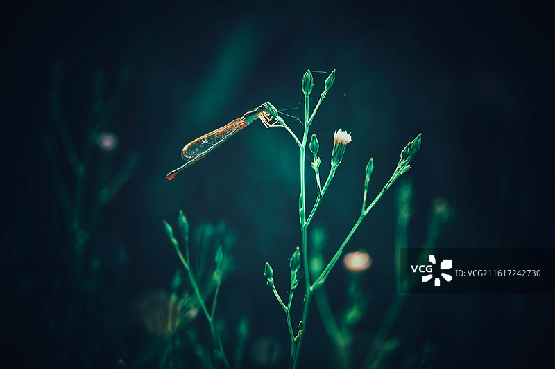 阳光明媚野草地花蝴蝶豆娘。风景背景图壁纸清新光影图片素材