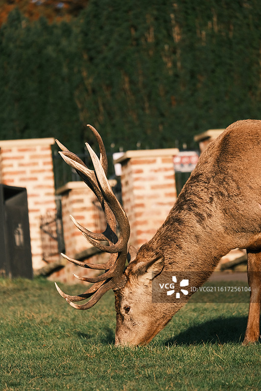 Nottingham 诺丁汉鹿园图片素材