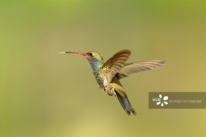 悬停的安娜蜂鸟图片素材