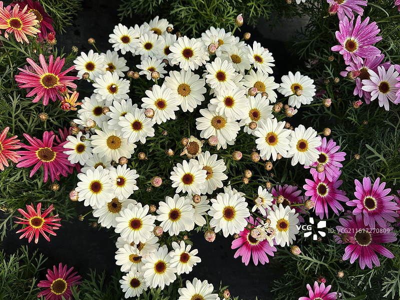 白菊花图片素材