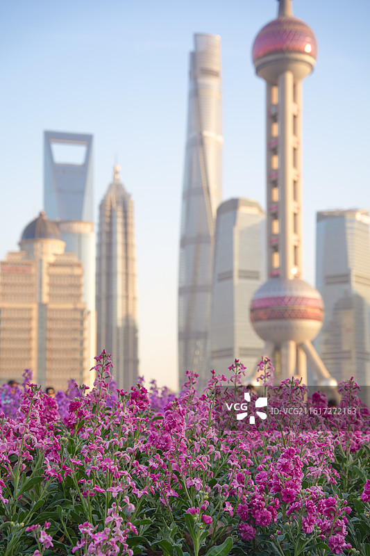 上海北外滩植物紫罗兰花海陆家嘴地标建筑图片素材
