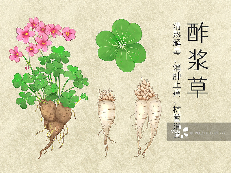 手绘水彩中药药材酢浆草插画图片素材