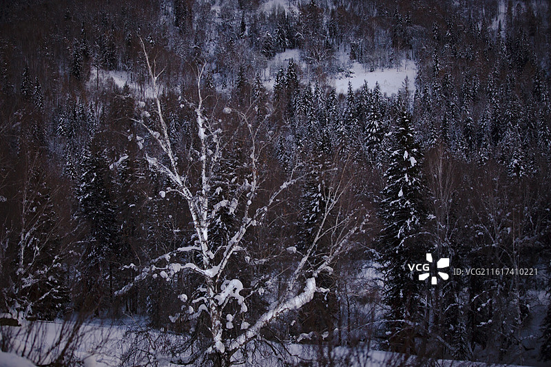 布尔津森林图片素材