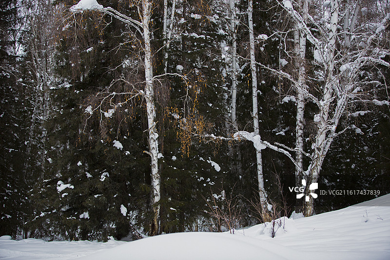 布尔津的森林图片素材