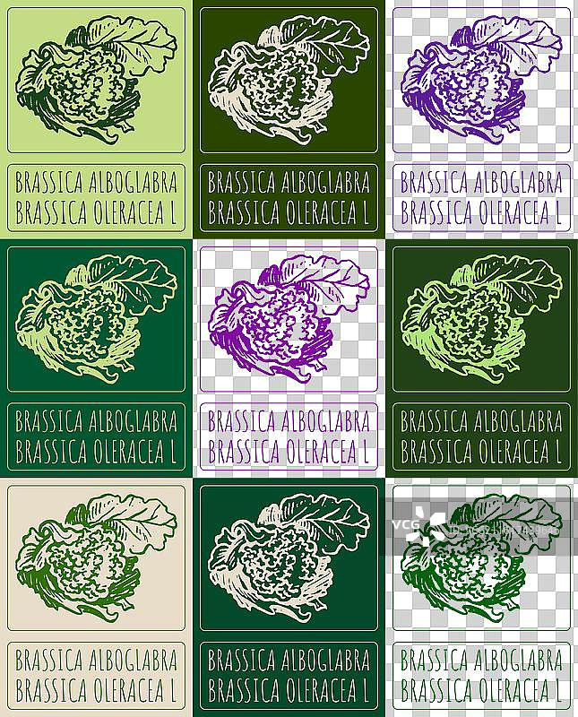 各种白菜的绘画集图片素材