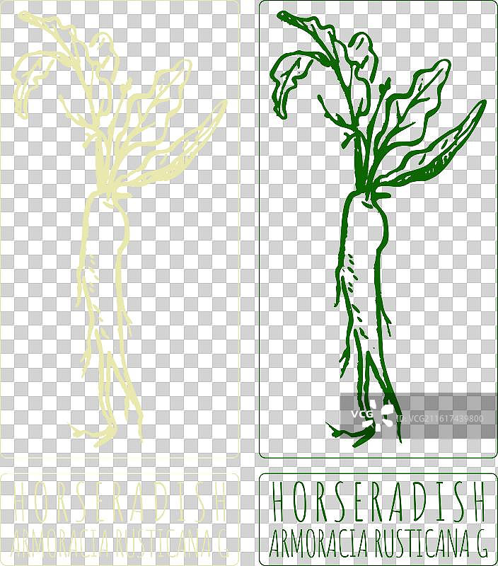 手绘辣根插画图片素材