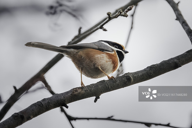 红头长尾山雀图片素材
