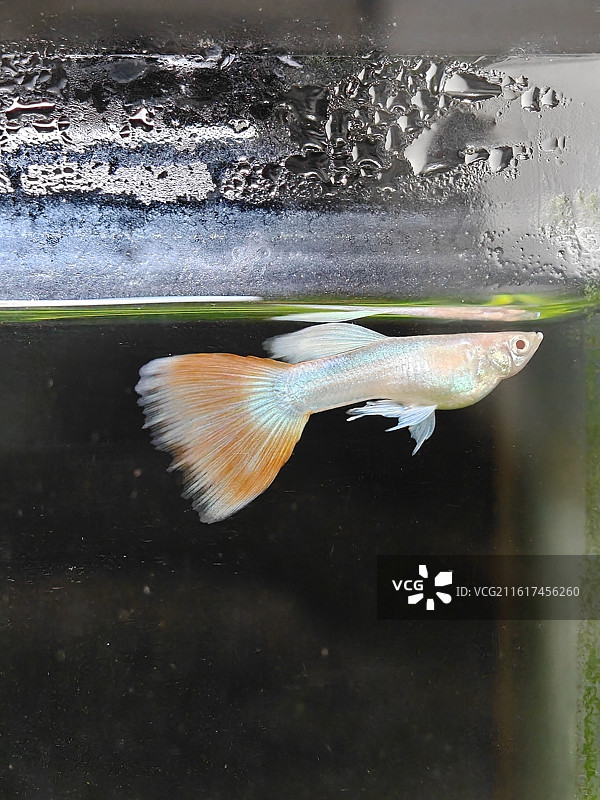 自由自在的鱼，孔雀鱼在鱼缸里面自由自在的游来游去，小鱼儿游来游去，看起来非常的自由自在图片素材