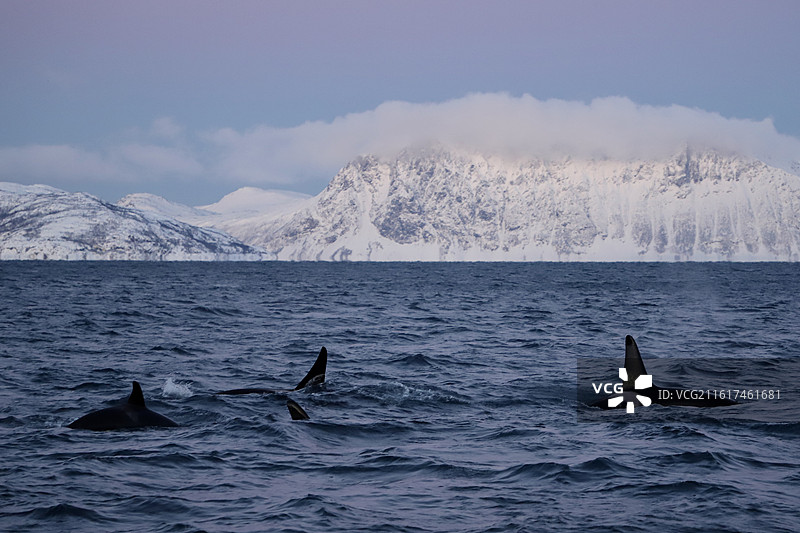 特罗姆瑟观鲸图片素材