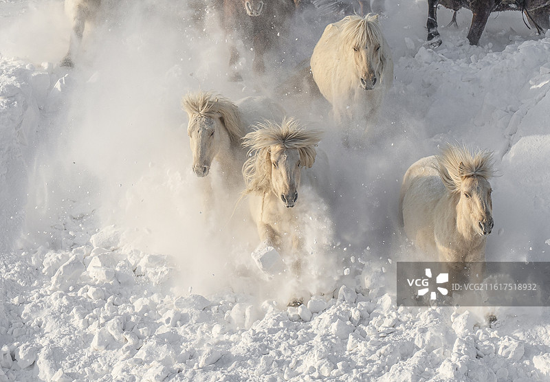 冬日内蒙乌兰布统马群图片素材