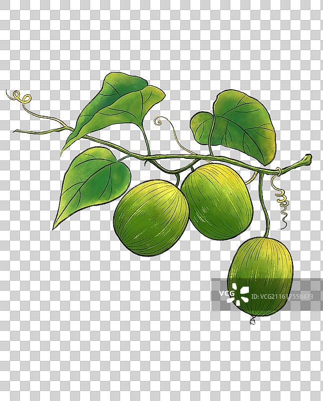 罗汉果元素图片素材