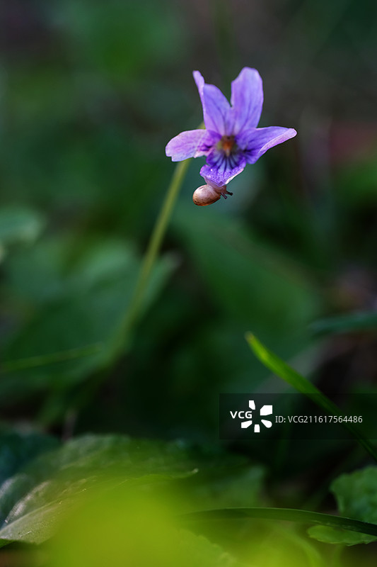 春天里的紫花地丁与微距小蜗牛。风景背景图清新壁纸图片素材