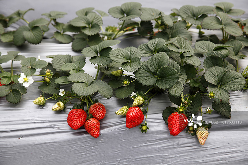 广西凌云县泗城镇凉水草莓园图片素材