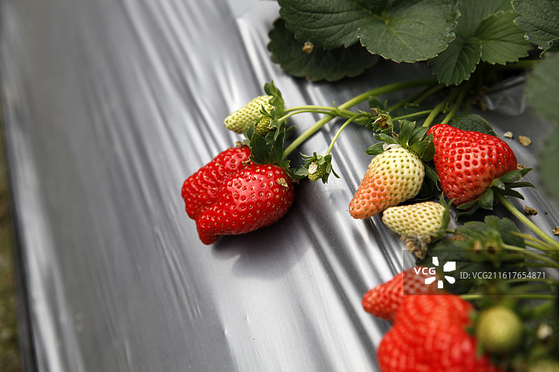 广西凌云县泗城镇凉水草莓园图片素材