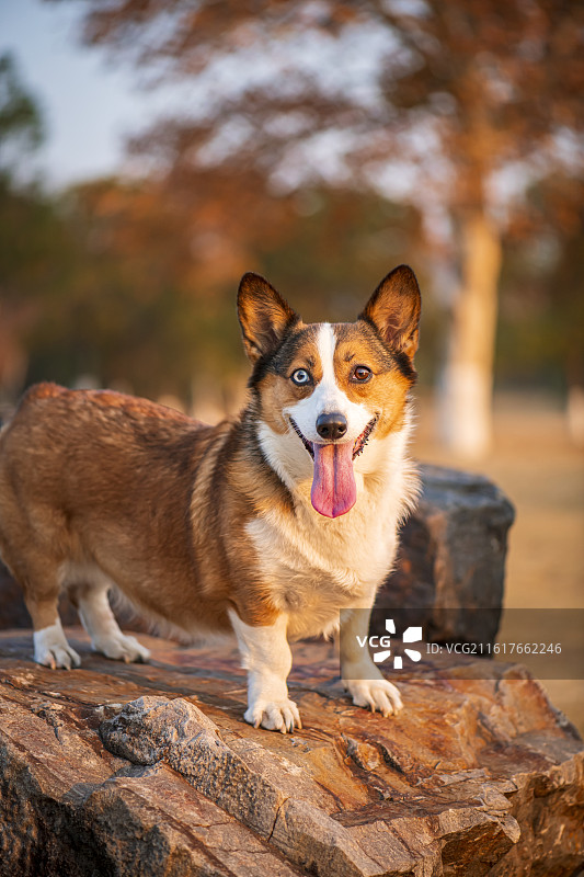 一只开心玩耍的异瞳柯基图片素材