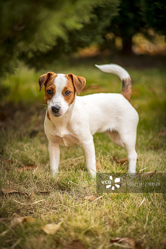 在公园草地嬉戏的杰克罗素梗图片素材