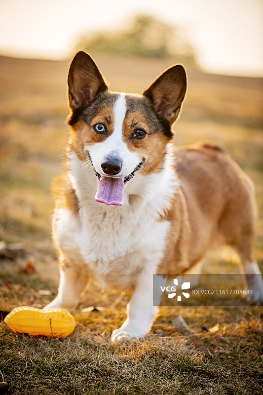 一只开心玩耍的异瞳柯基图片素材