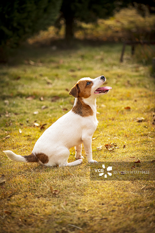 在公园草地嬉戏的杰克罗素梗图片素材
