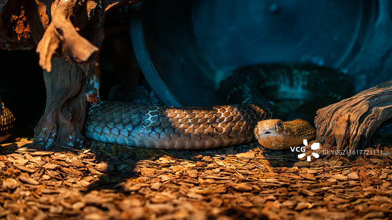 北京动物园-眼镜王蛇图片素材