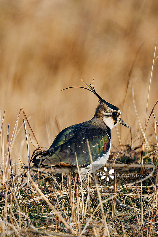 田边的凤头麦鸡图片素材