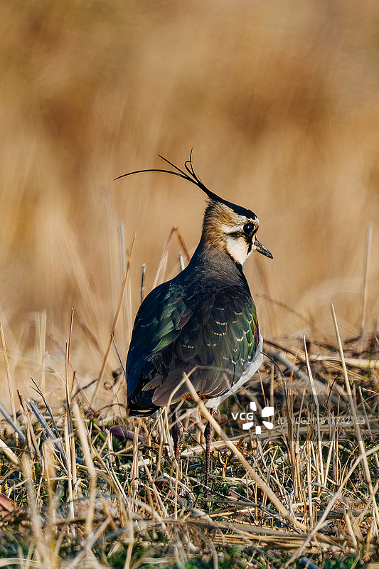 田边的凤头麦鸡图片素材