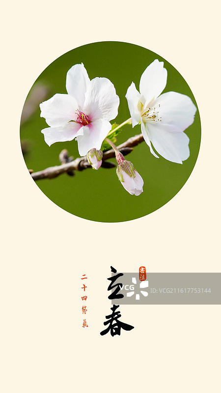 立春 节气 新春 海报 樱花 花朵 一枝花图片素材