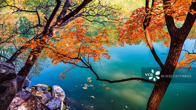 颐和园后湖秋季红叶图片素材