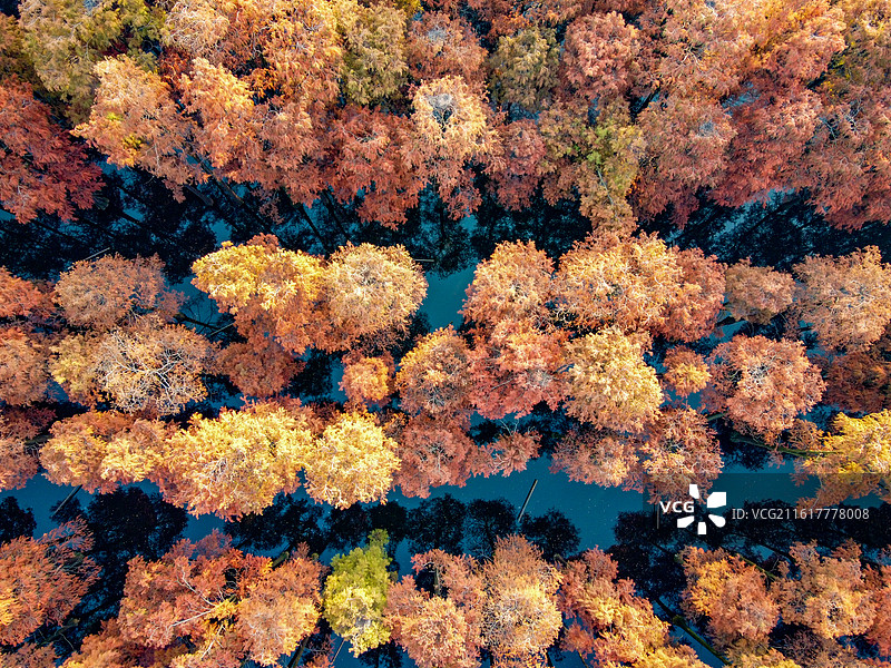 武汉市新洲区涨渡湖湿地自然保护区秋景航拍  森林公园  风景旅游区 池杉图片素材