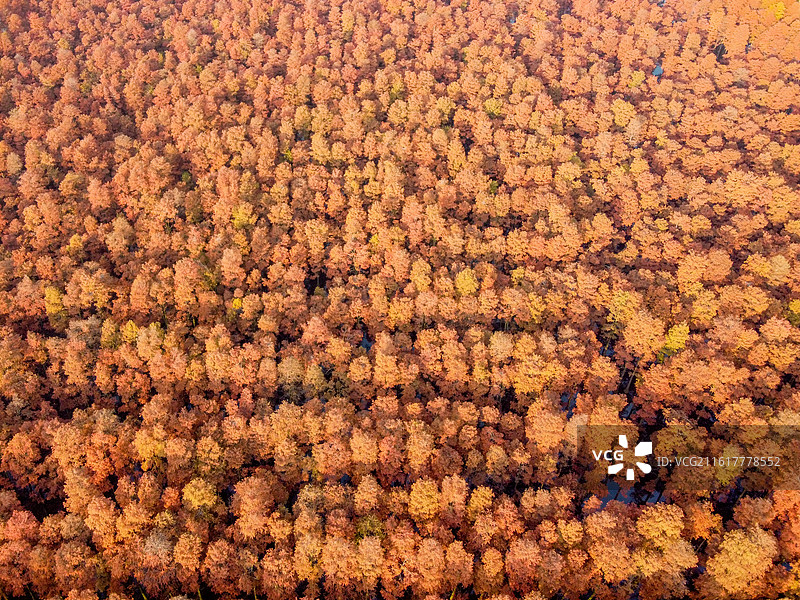 武汉市新洲区涨渡湖湿地自然保护区秋景航拍  森林公园  风景旅游区 池杉图片素材