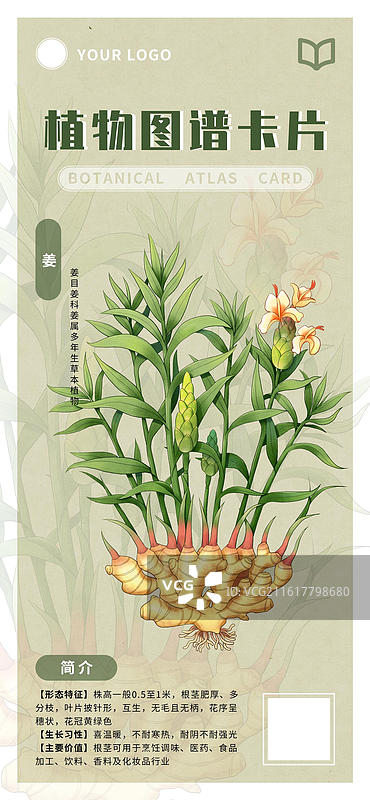 手绘生姜植物图谱卡片设计模板图片素材