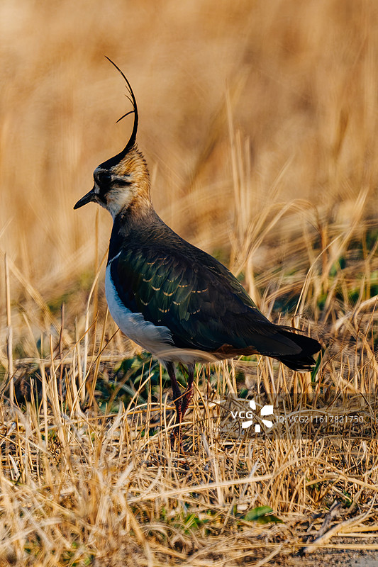 田边的凤头麦鸡图片素材
