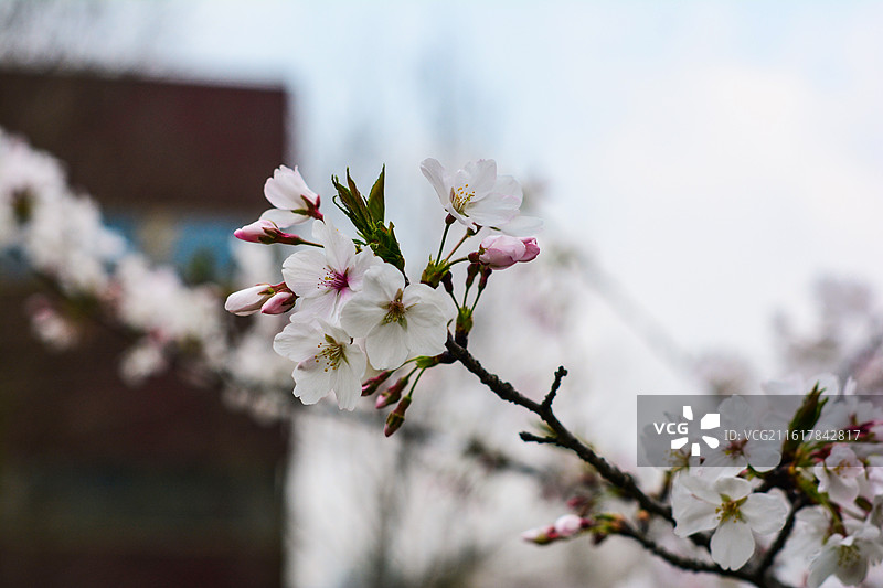 樱花 染井吉野樱 枝条图片素材