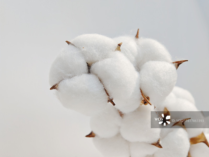 新疆棉花，棉花，棉花特写，纺织原料，棉花象征着纯洁和温柔和财富，一串棉花，还可以用于医疗图片素材