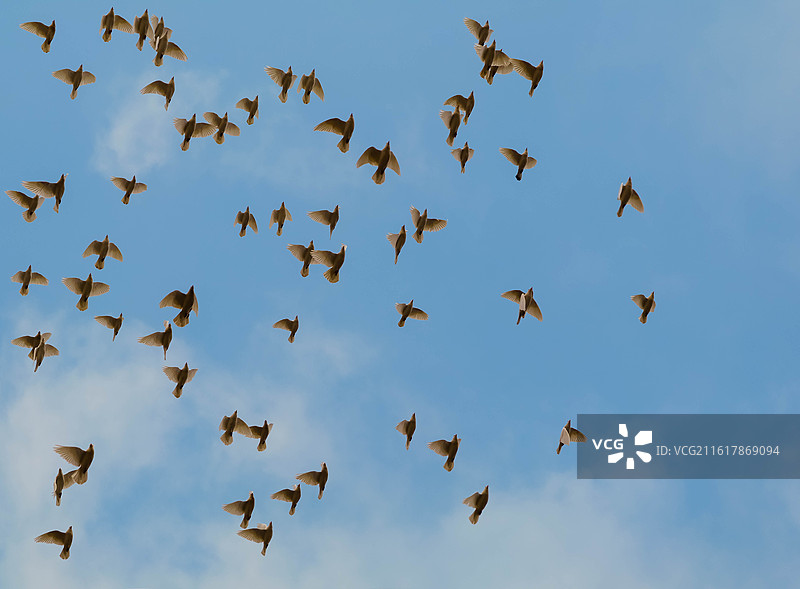 天空下飞翔的鸟群抓拍图片素材