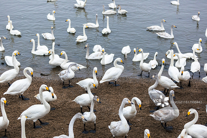 天鹅湖里成群的白天鹅，威海，山东图片素材
