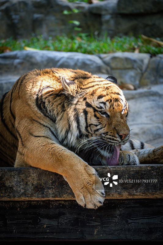 广州长隆野生动物世界-老虎图片素材