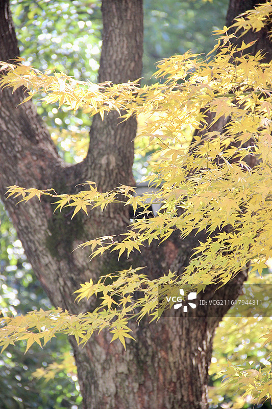 上海瑞金洲际酒店黄色枫树叶子特写图片素材