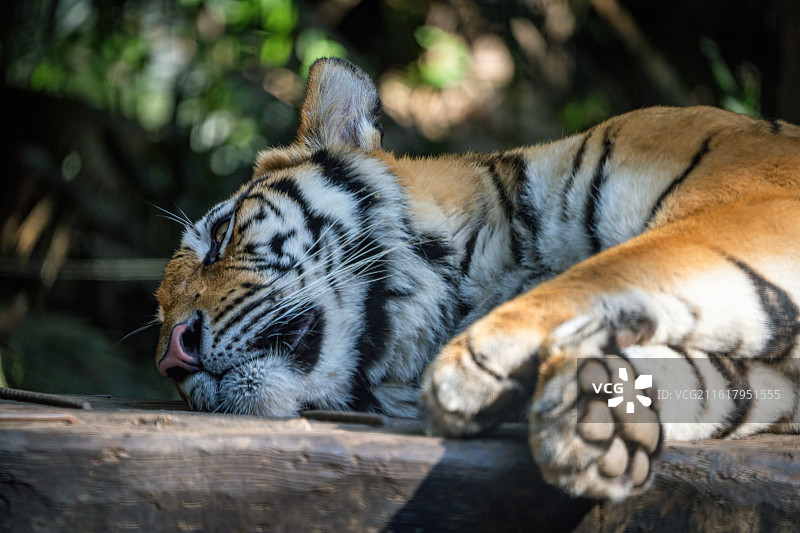 广州长隆野生动物世界-老虎图片素材