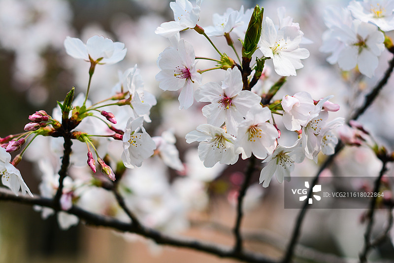 樱花，染井吉野樱，枝条图片素材